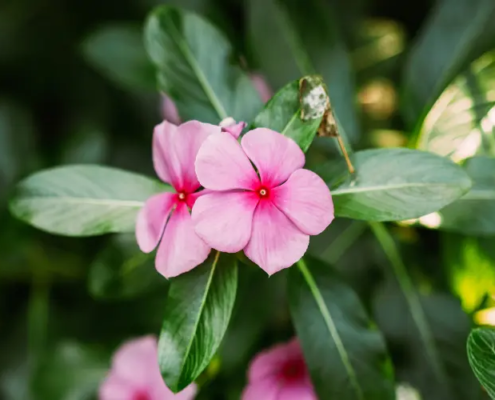 Cataranthus Roseus als Sinnbild für den Fortschritt am Yogaweg