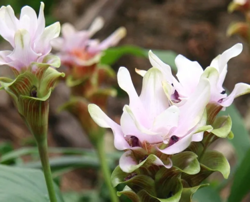 Curcuma Zedoaria als Sinnbild für Frieden