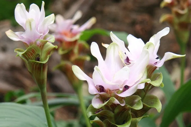 Curcuma Zedoaria als Sinnbild für Frieden